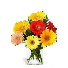 12 Gerberas En Cubo